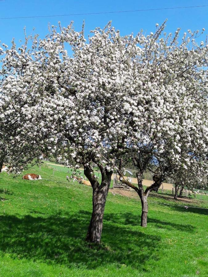 Ferienwohnungen Klimbacher Wolfsberg Eksteriør bilde