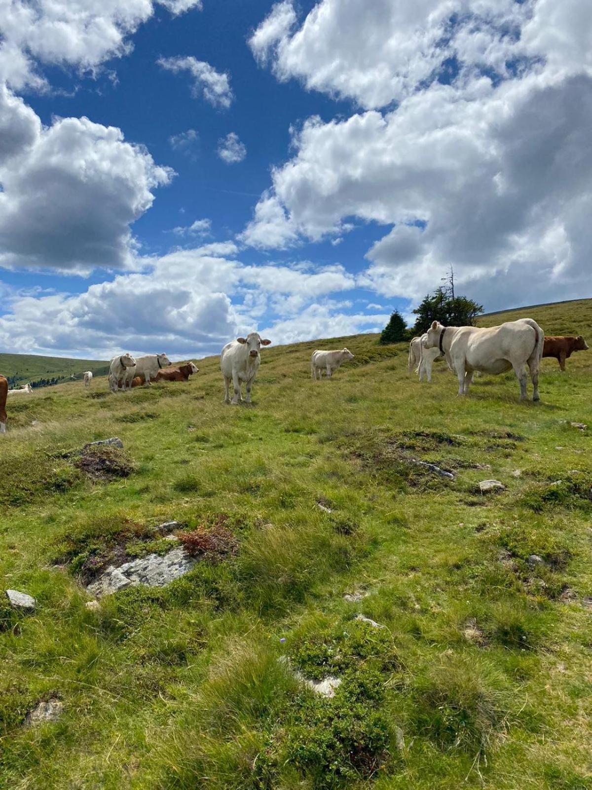 Ferienwohnungen Klimbacher Wolfsberg Rom bilde